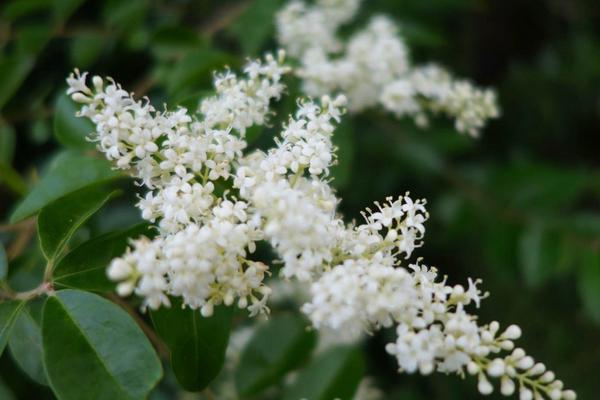 米兰花什么时候开花（什么季节、几月）