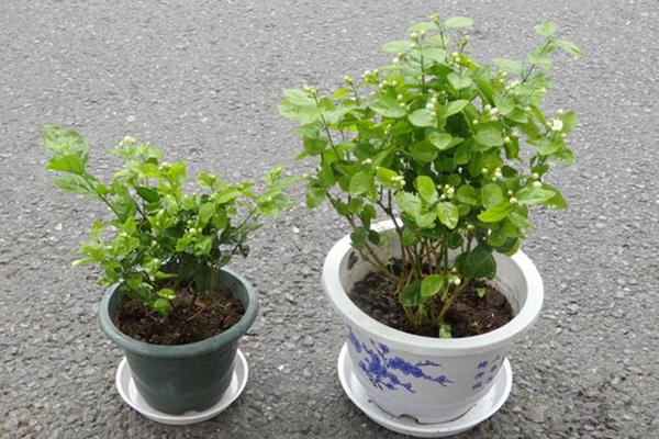 茉莉花市场价格多少钱一盆 茉莉花的品种