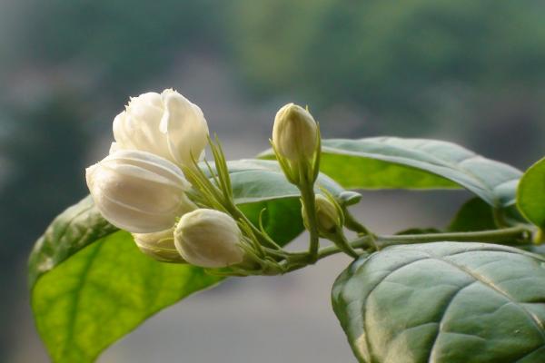 茉莉花什么时候开 茉莉花花期是几月