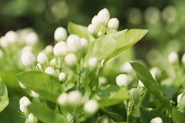 茉莉花一年开几次花 怎么让茉莉花多开花