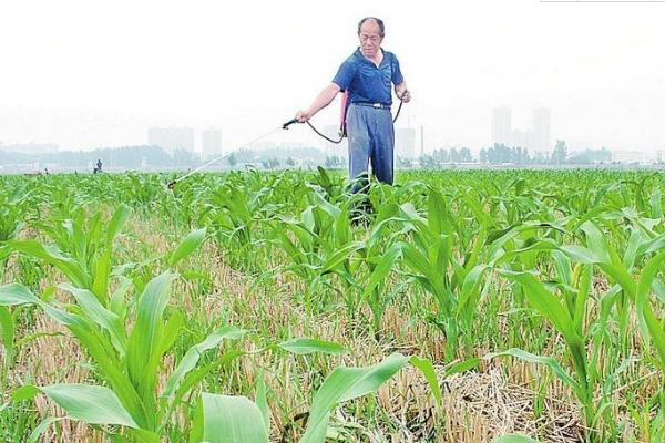 苯磺隆是什么除草剂