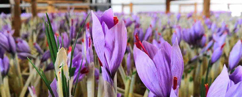 藏红花怎么种植？选地播种有技巧，后期积极防病虫害