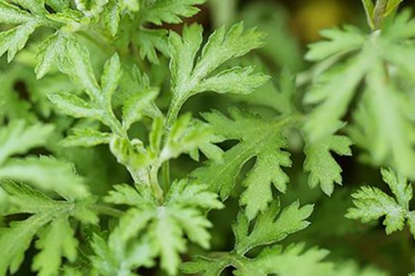 野艾蒿和艾草的区别是什么 野艾蒿和艾草哪个好