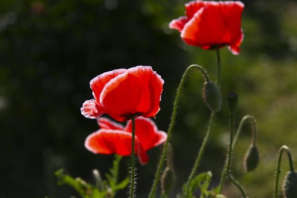 虞美人是什么意思 虞美人的花语