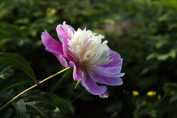 芍药怎么种 芍药花的种植方法与注意事项