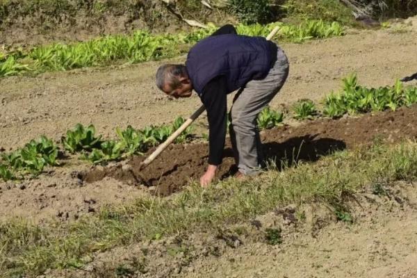 艾草一亩地一年能收多少斤，种植前景如何