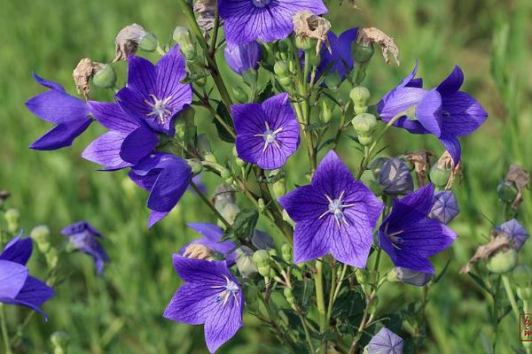 10个适合农村种植的药材品种，效益很可观