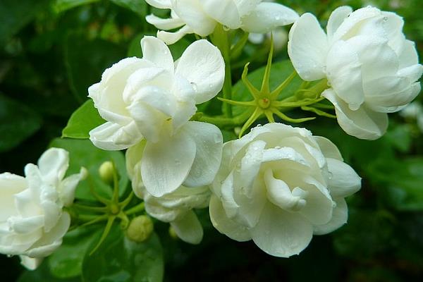 茉莉花种子市场价格多少钱一斤 茉莉花种子怎么种