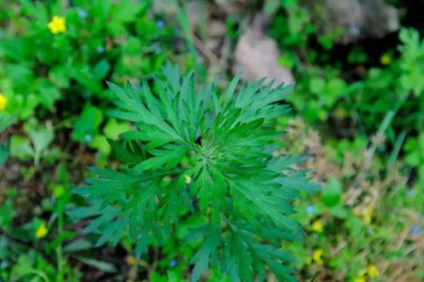 艾草一亩地一年能收多少斤，种植前景如何