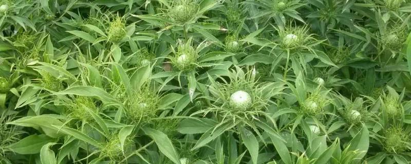 白术种植技术与栽培管理，白术和苍术的区别