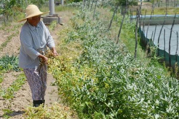 蚕豆几月份播种比较好，附种植方法