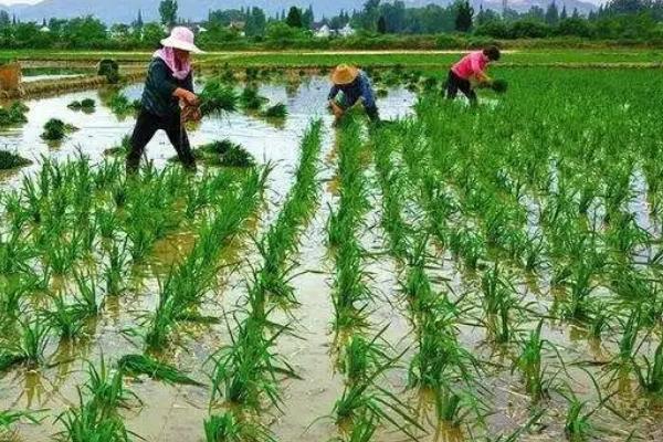 海南水稻一年收割几次，附种植方法