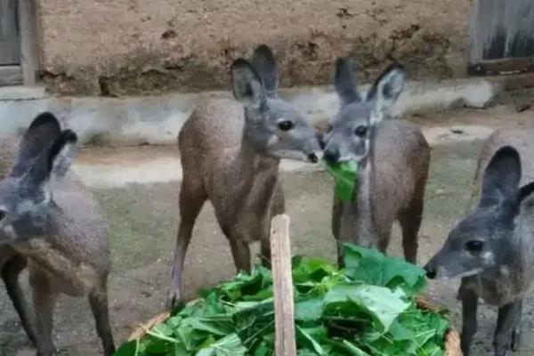 麝的养殖条件，附养殖方法