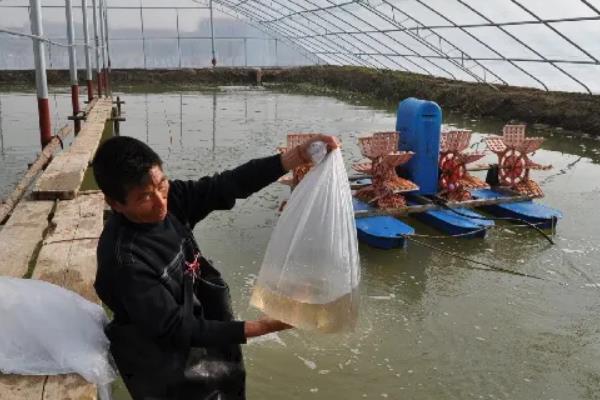 对虾养殖技术方法，对虾和青虾的区别