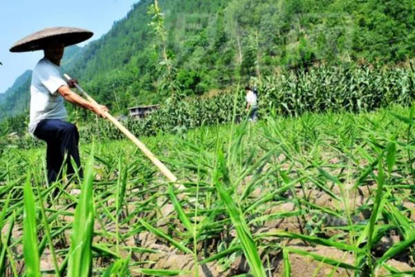 生姜施什么肥最高产，附种植方法和时间