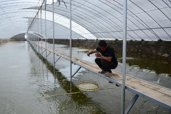 对虾养殖技术方法，对虾和青虾的区别