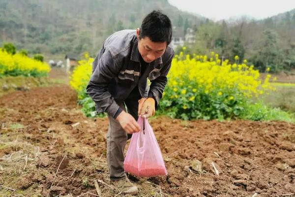 高粱什么颜色，附种植方法