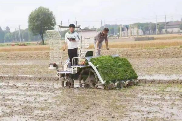 海南水稻一年收割几次，附种植方法