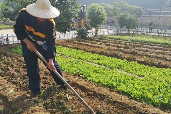 黄瓜的种植场地有什么要求，附种植方法