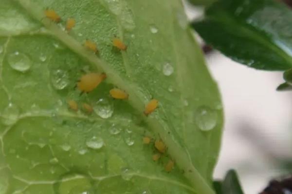 花生虫子了用什么方法能去掉，附种植方法