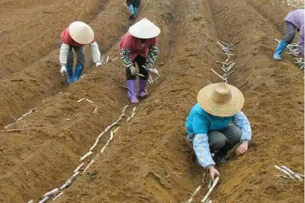 甘蔗种植方法，适合哪些地区种植