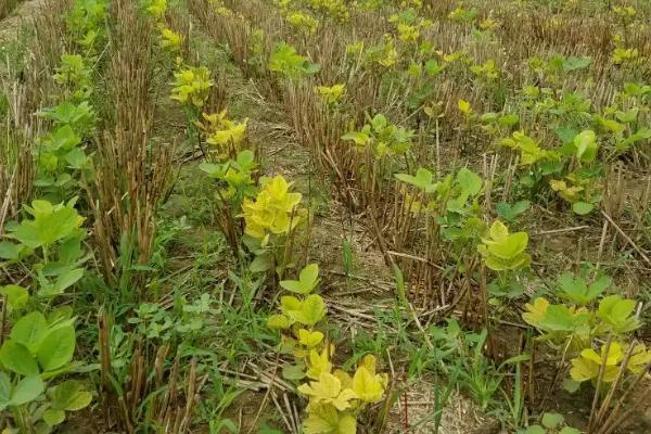 大豆打几次农药，附种植技术和肥料使用