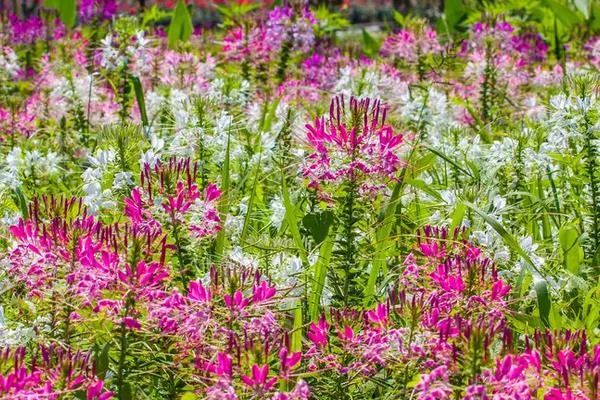 花生虫子了用什么方法能去掉，附种植方法