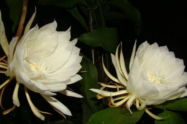 昙花图片大全（开花） 昙花特点与简介