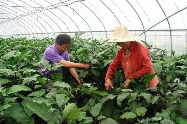 大棚茄子亩产量一般多少斤，附种植方法