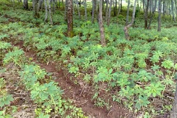 天麻生存状态，附种植方法