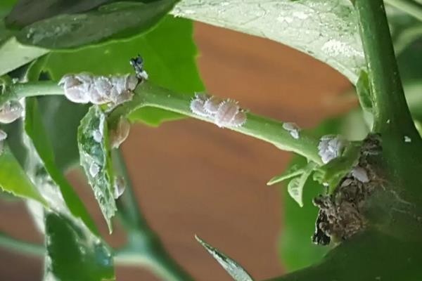 花生虫子了用什么方法能去掉，附种植方法