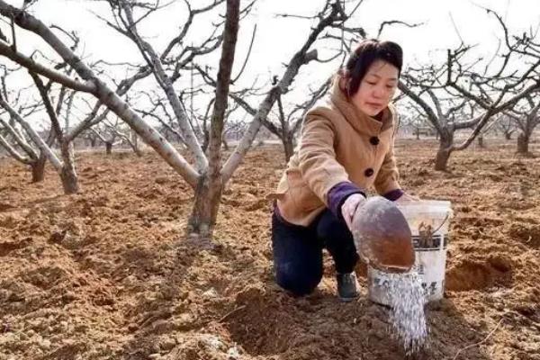 梨亩产量一般多少斤，附种植方法和时间