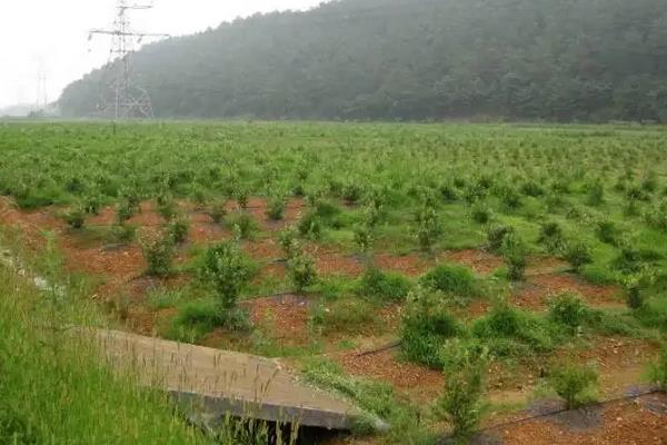 蓝莓喜欢酸性还是碱性土壤，附蓝莓的种植方法