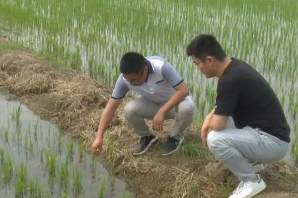 一亩地能产多少水稻，水稻种植技术与管理