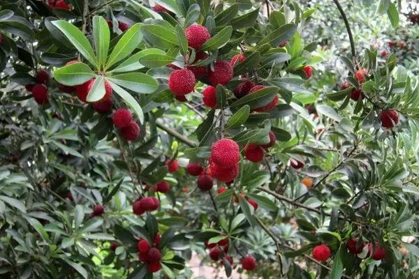 杨梅膨果时期，附种植方法