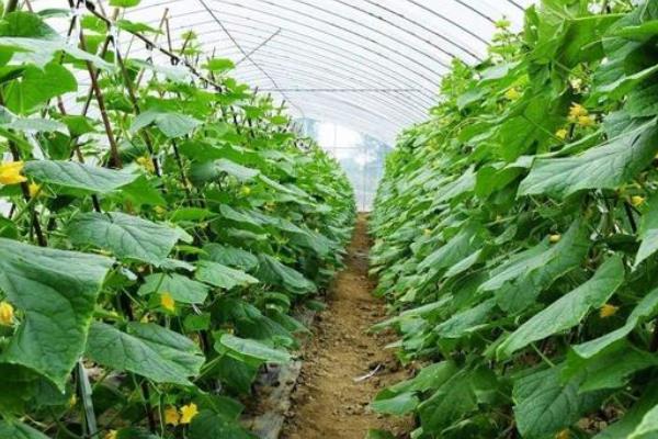 黄瓜的种植场地有什么要求，附种植方法