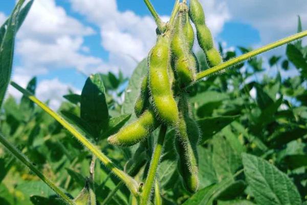 大豆打几次农药，附种植技术和肥料使用