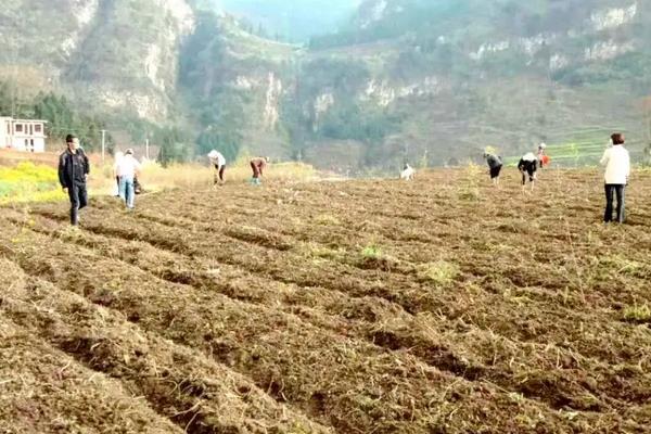 高粱种植方法，适合在哪些地区种植