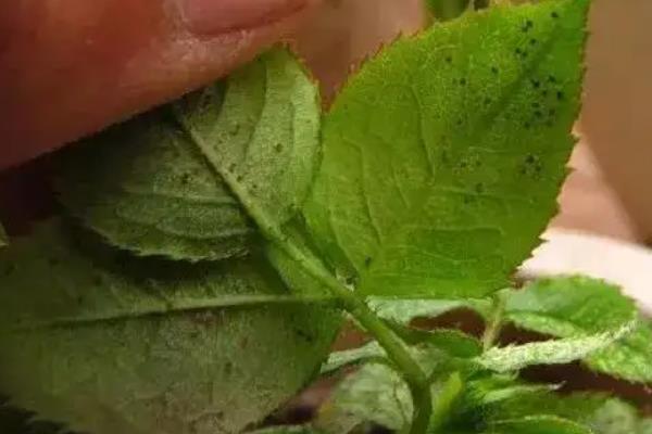 花生虫子了用什么方法能去掉，附种植方法