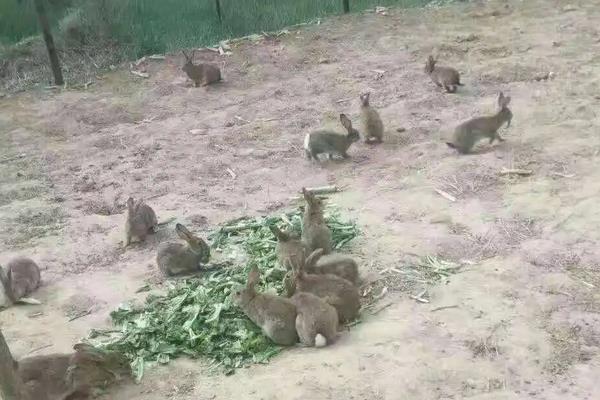 野兔子幼崽怎么养活，一亩地可以养多少只