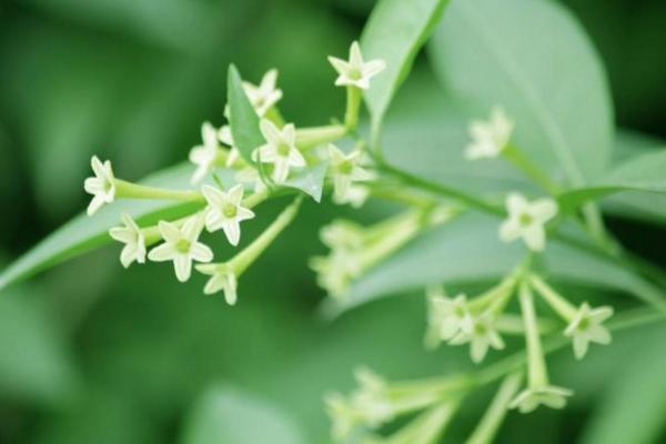 蚊子怕什么（味道、光） 蚊子怕什么植物