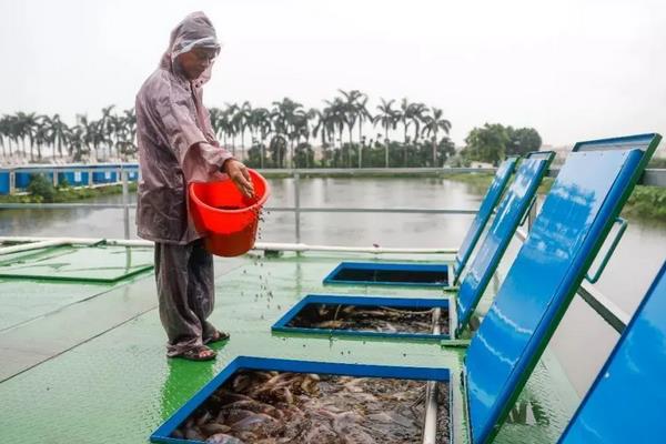 纯养鲫鱼用什么饲料长得快，附鲫鱼的养殖方法