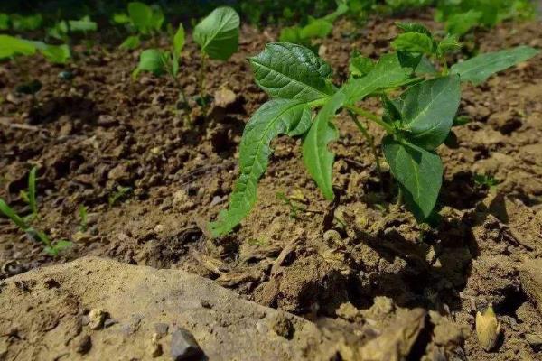 我国东南沿海地区种植冬季辣椒的优势条件，辣椒种植方法