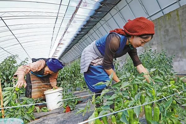 辣椒冬季种植技术，种辣椒用什么底肥好