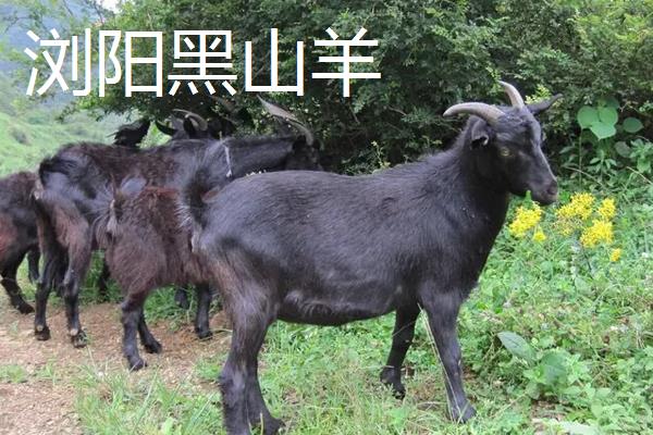 黑山羊品种哪个好，附养殖方法