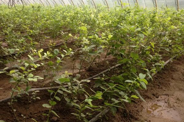 蓝莓什么季节种植，附种植方法