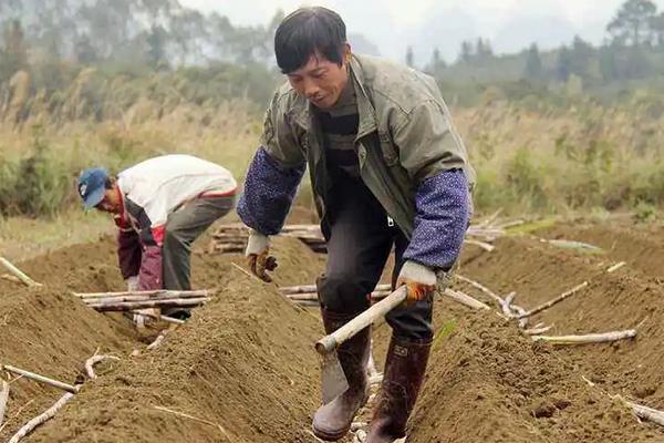 田间甘蔗种植一般从什么开始，附种植方法