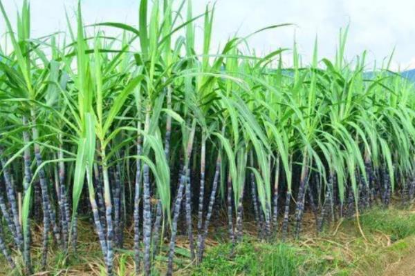 田间甘蔗种植一般从什么开始，附种植方法