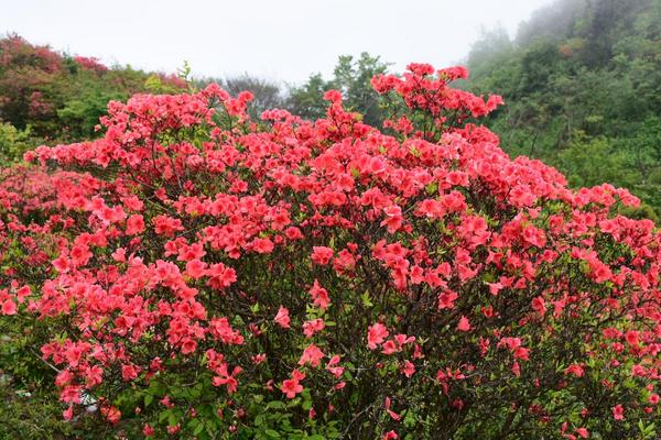 野生映山红怎么移栽，什么时候移栽合适