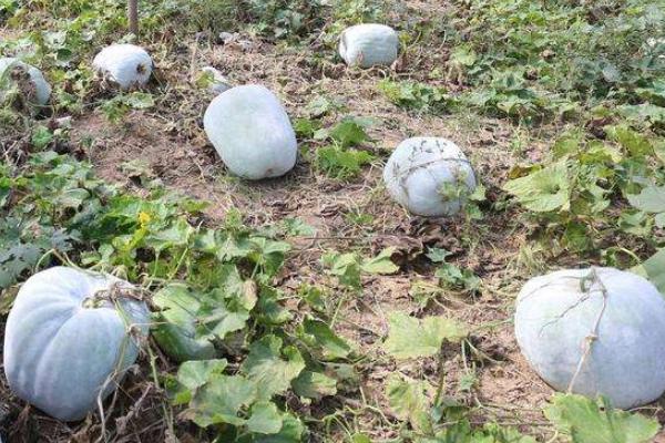 露地冬瓜种植时间及技术要点